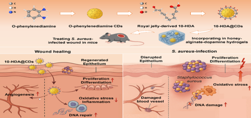 促進傷口修復的蜂源納米水凝膠研發(fā)成功 生物基材料技術(shù)的新突破